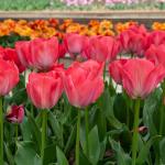 Bulbes à fleurs à planter à l'automne - Tulipe Van Eijk (x8) - face recto